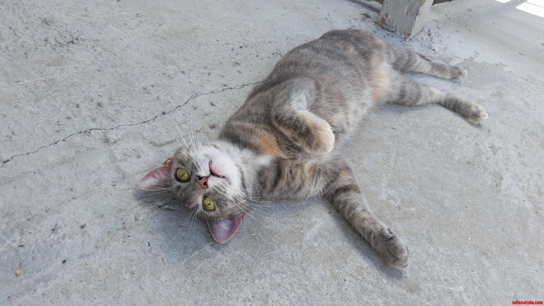 Molly Charges a Toll of 5 Pets