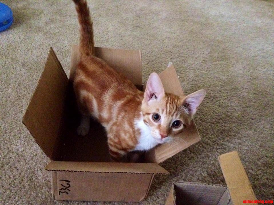 Monte the Kitten. Hes a Typical Cat.