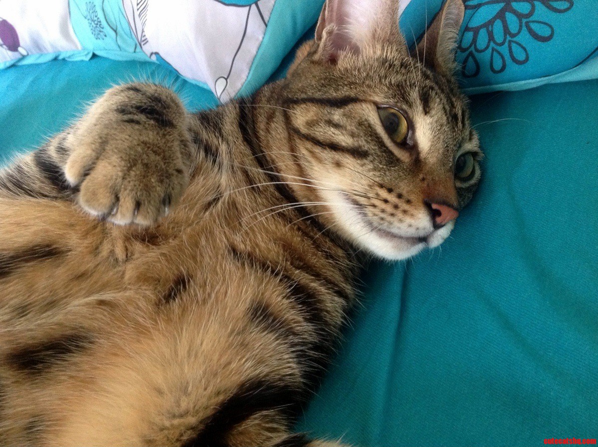 My 18lbs of Cute Drake