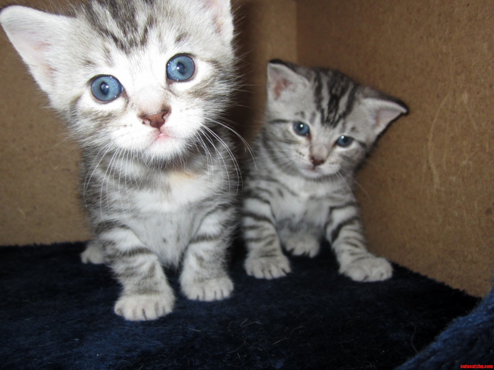 My 3week Old Kittens