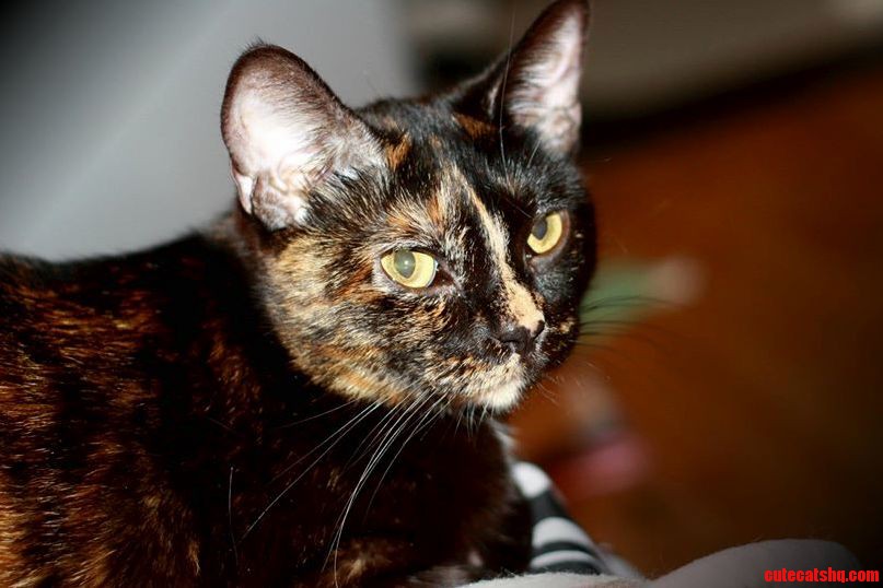 A tortoiseshell cat with mottled black and orange fur