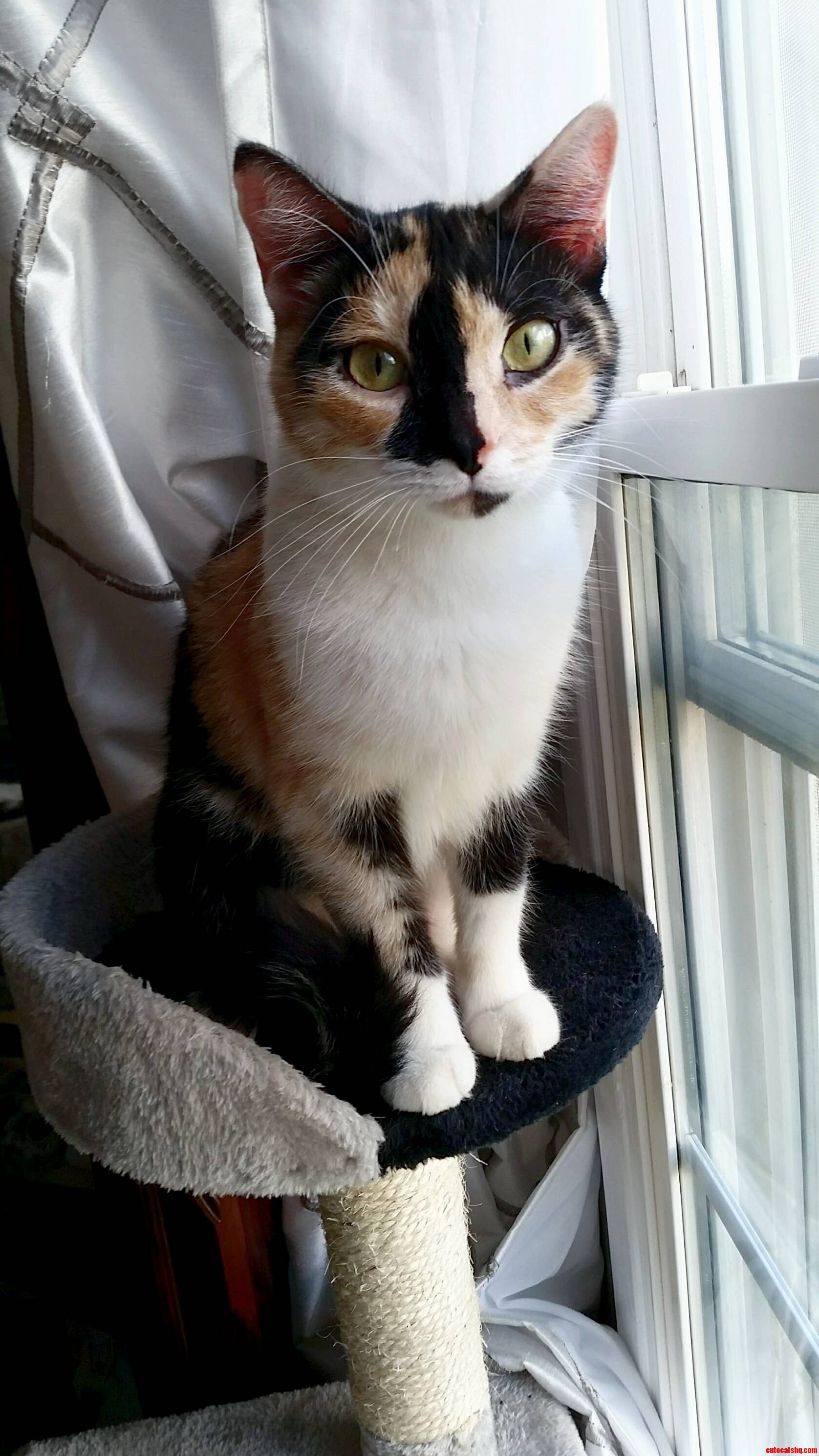 My 82 Year Old Nans Cat Freya Came for a Visit Today.