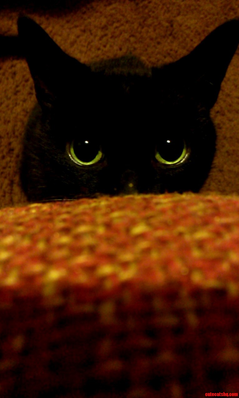 My 9 Year Old Baby Kikers Getting Ready to Pounce on the Couch Cushion