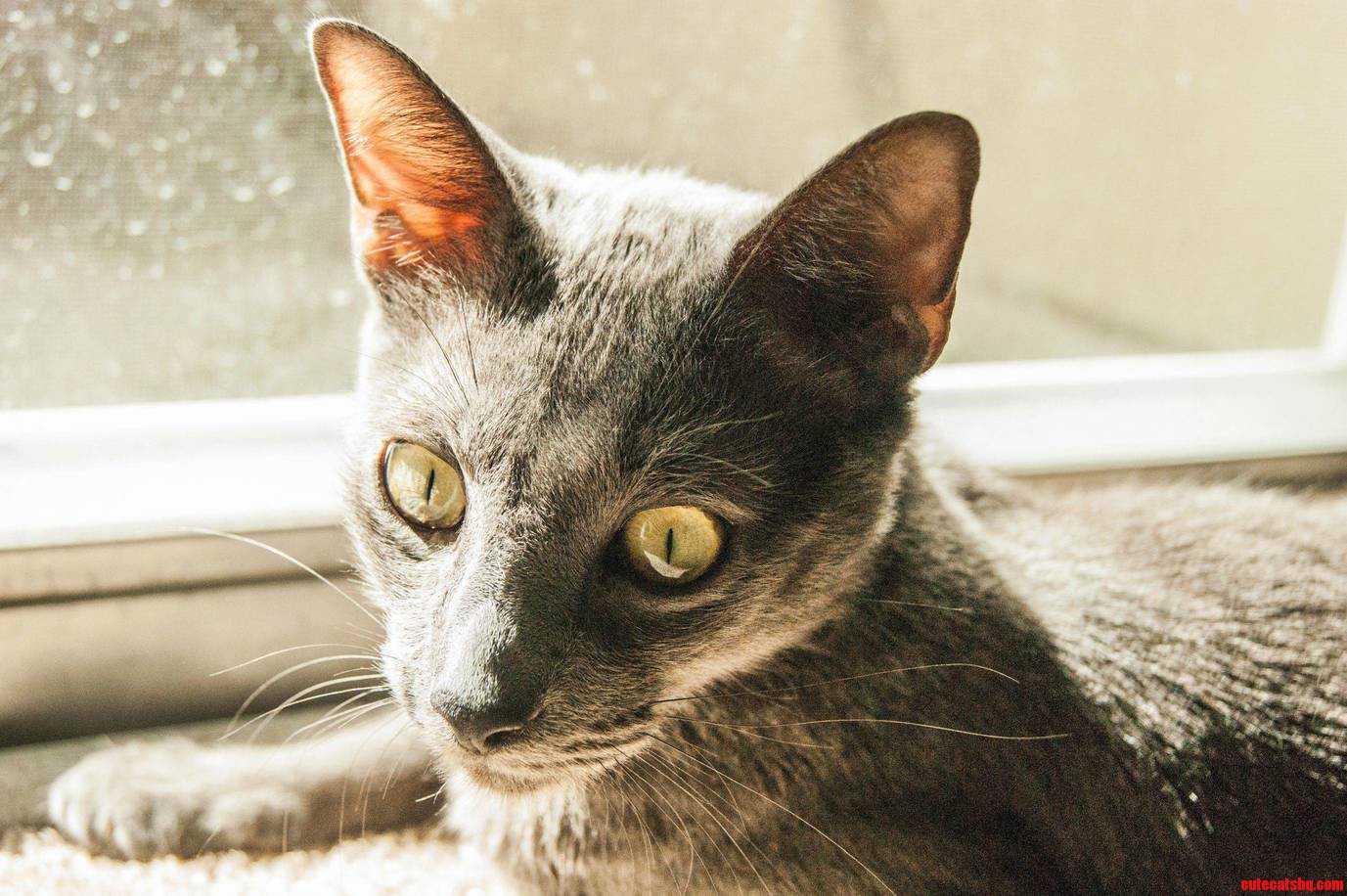 My Adorable Rescue Kitten Maxwell. We Call Him Our Off-brand Russian Blue.