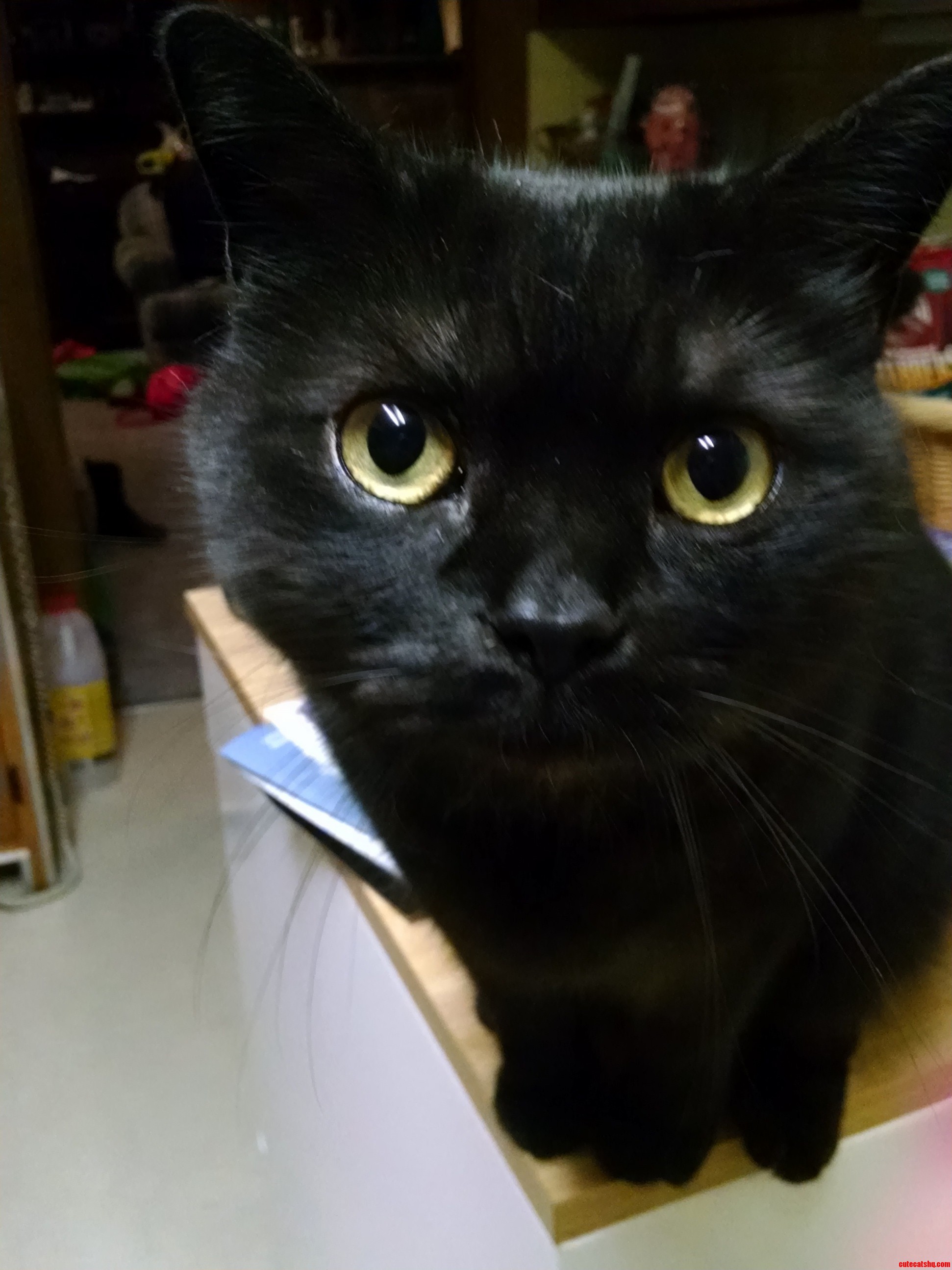My Best Friend Wolly Cat