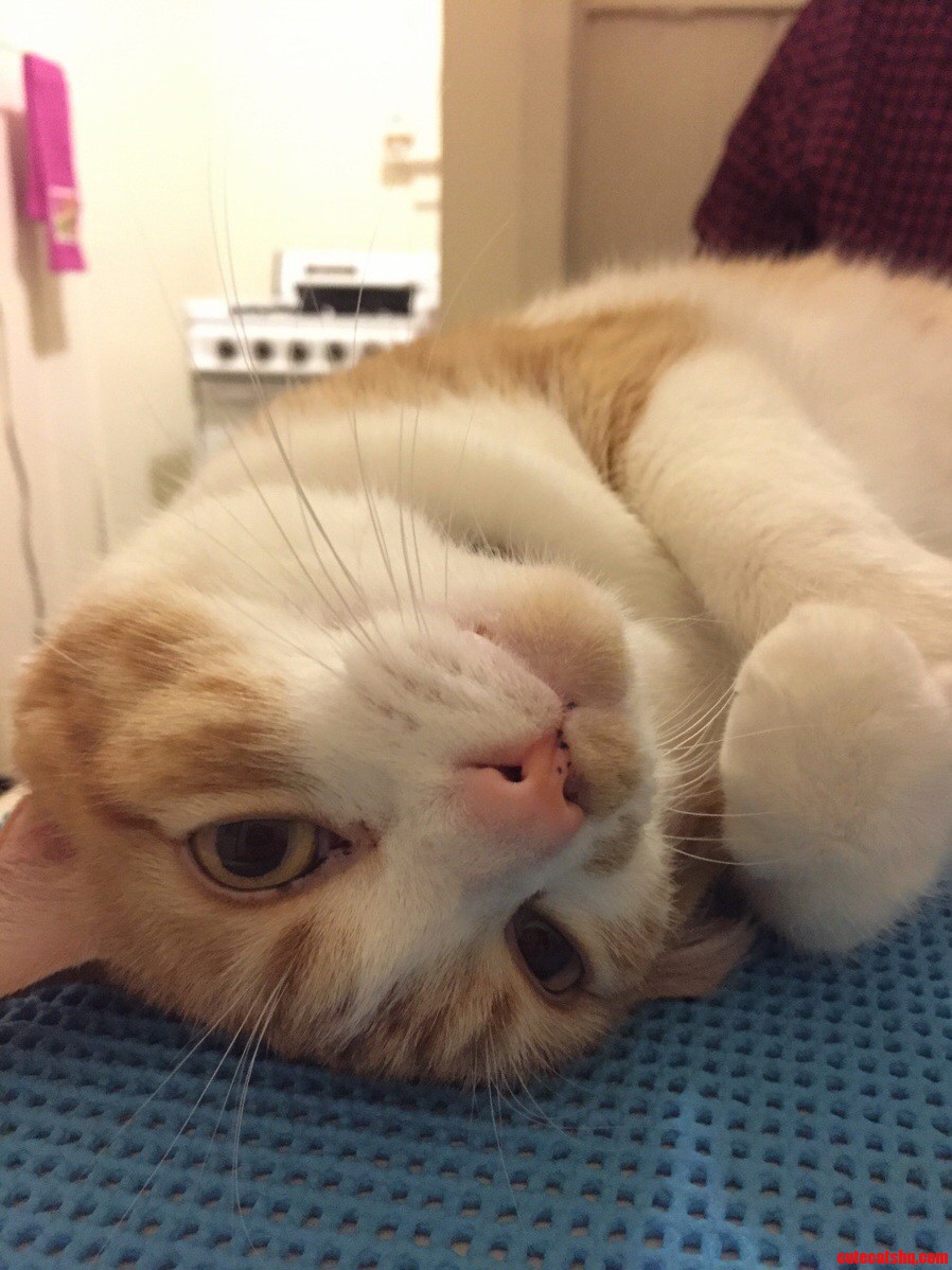 My Best Friends Cat Marigold. Shes Cute Until She Tries to Drink Your Beer.