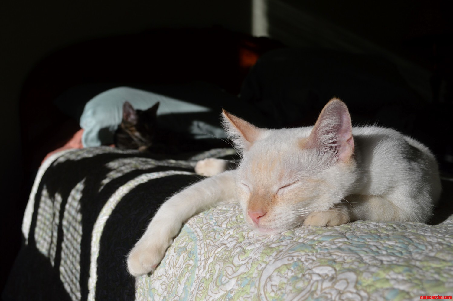 My Boys. Jasper Is 7 Months Old and Frankie in the Back Is 4 Months.