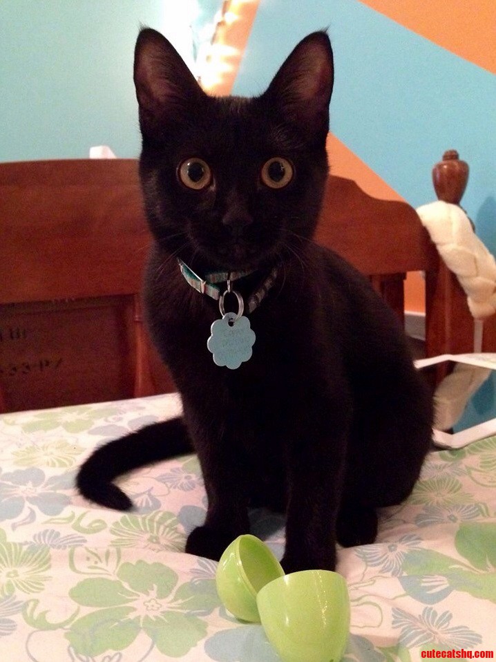 My Cat Knox. Her Favorite Toy Is This Plastic Easter Egg.