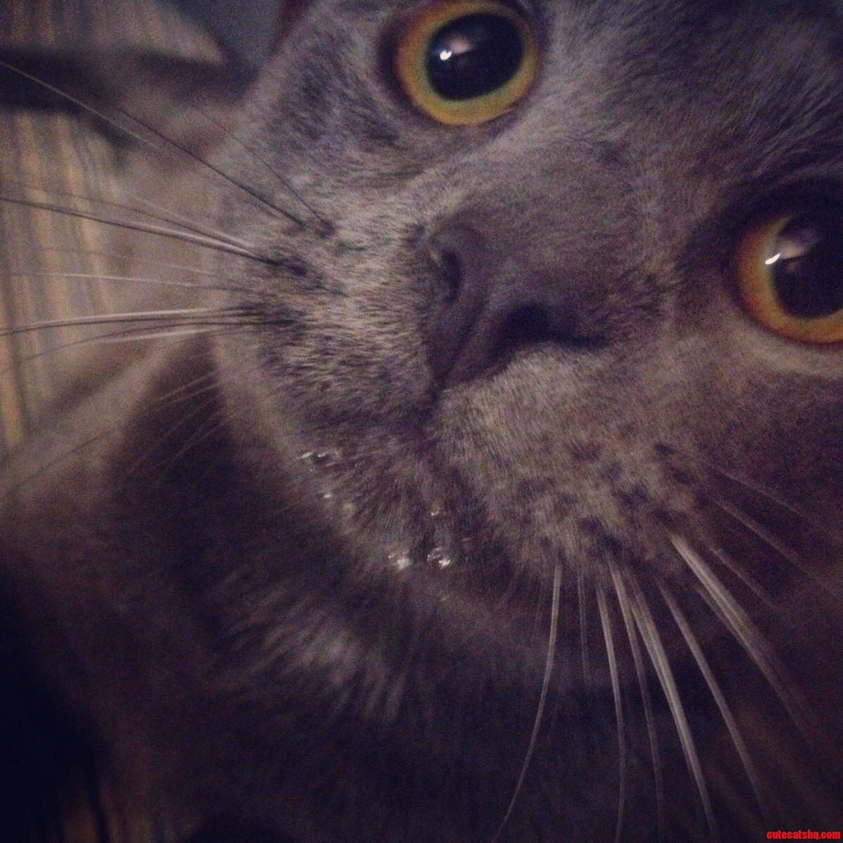 My Cat Dunks His Chin in His Water Dish and Licks the Water Off His Face. His Name Is Frank and He Has a Drinking Problem.