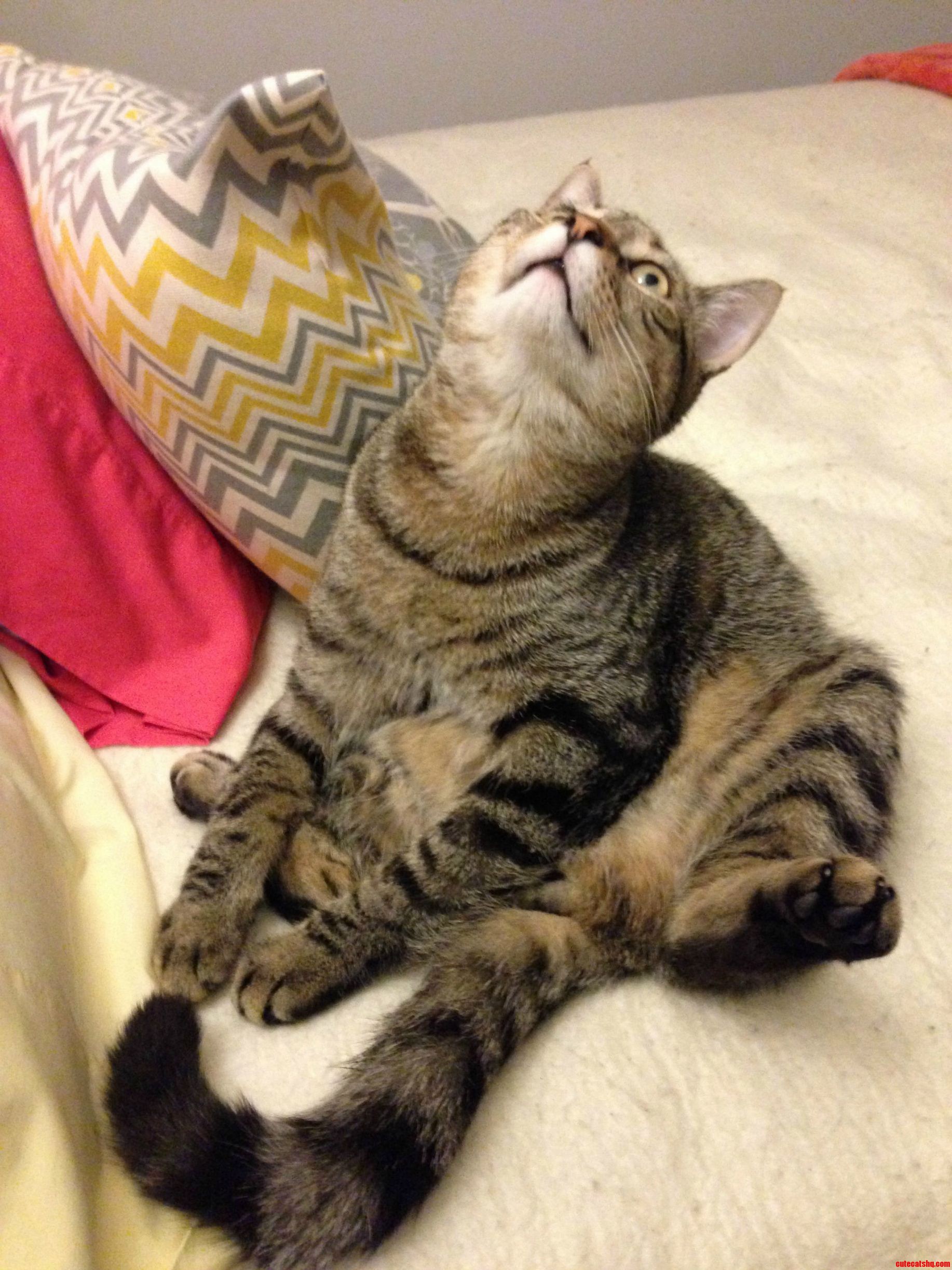 My Cat Got Distracted by a Bug While Cleaning His Tummy Fur Then Sat in a Goofy Pose with an Even Goofier Face.