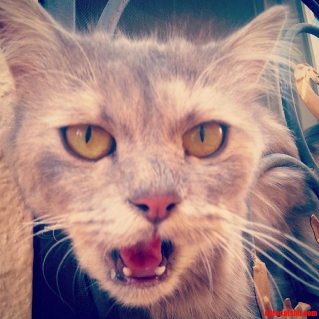 My Cat Is Not Very Photogenic..