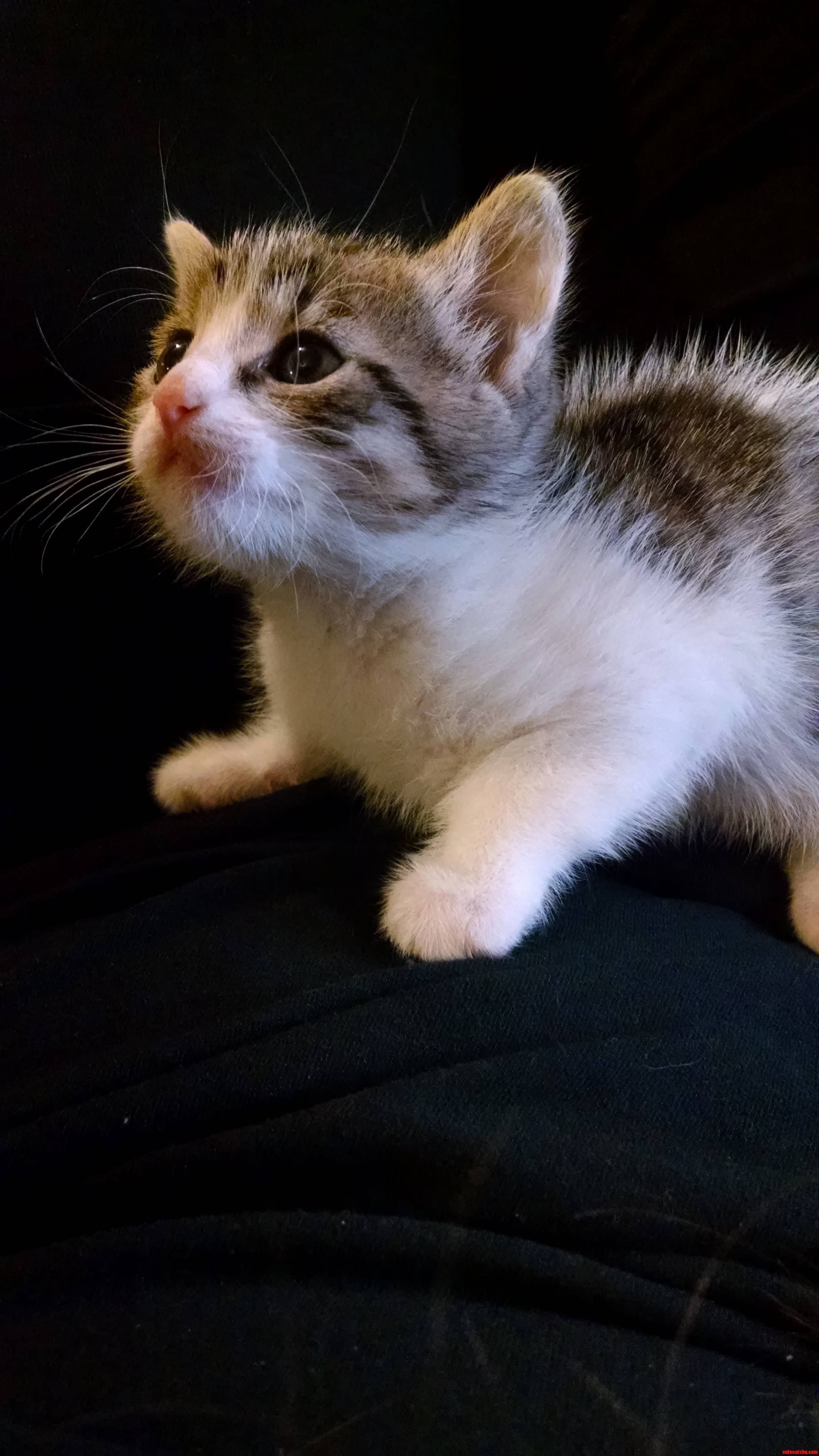 My Cat Kidnapped This Kitten. Now Im Taking Care of It