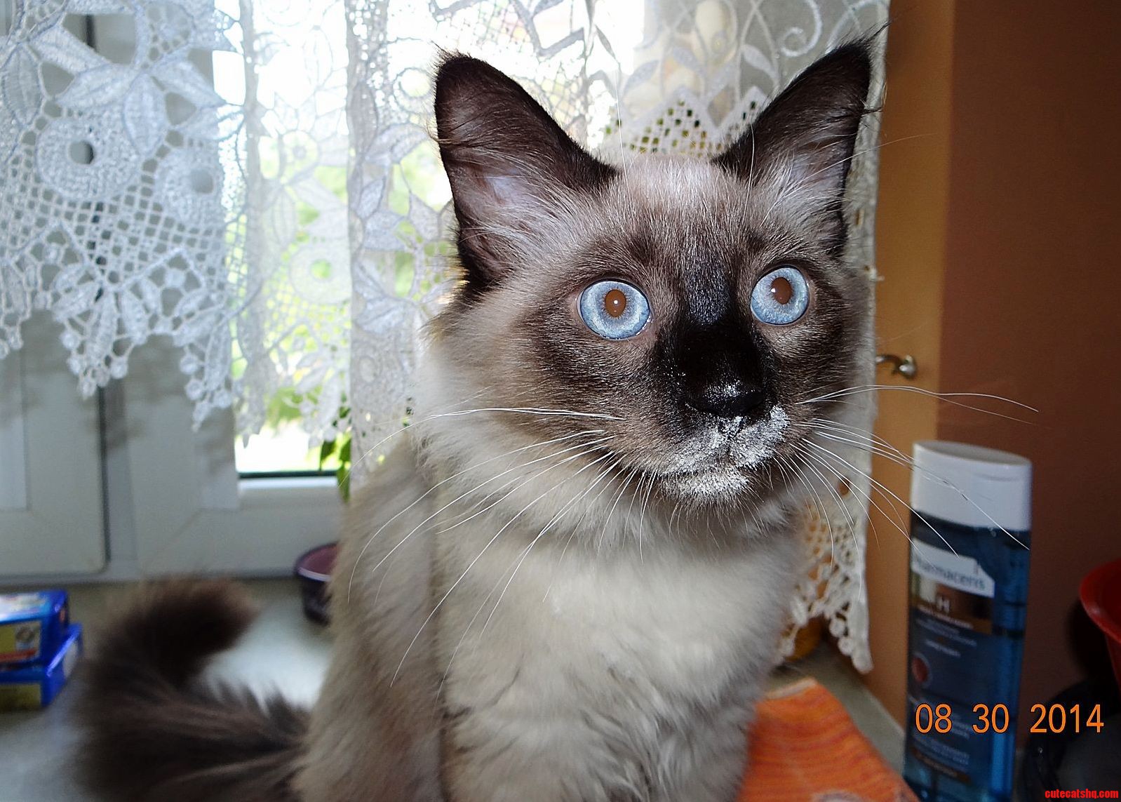 My Cat May Have a Problem...