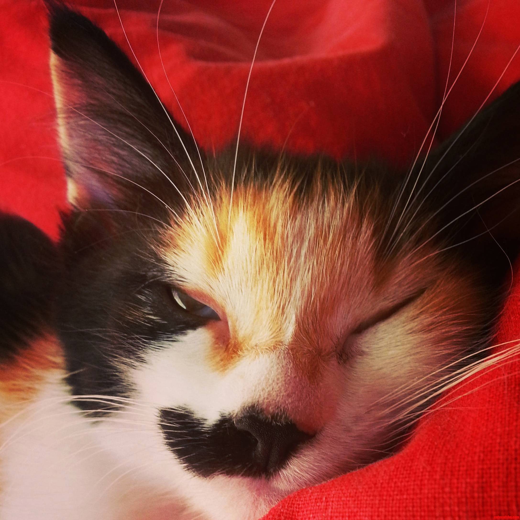 My Cat Recently Passed Away and This Is My Favourite Picture of Hers from When She Was Just a Kitten