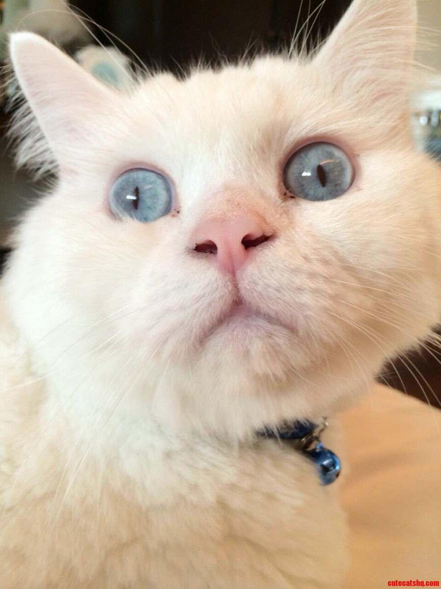 My Cousins Cat Is the Derpiest Derp in All of the Land.