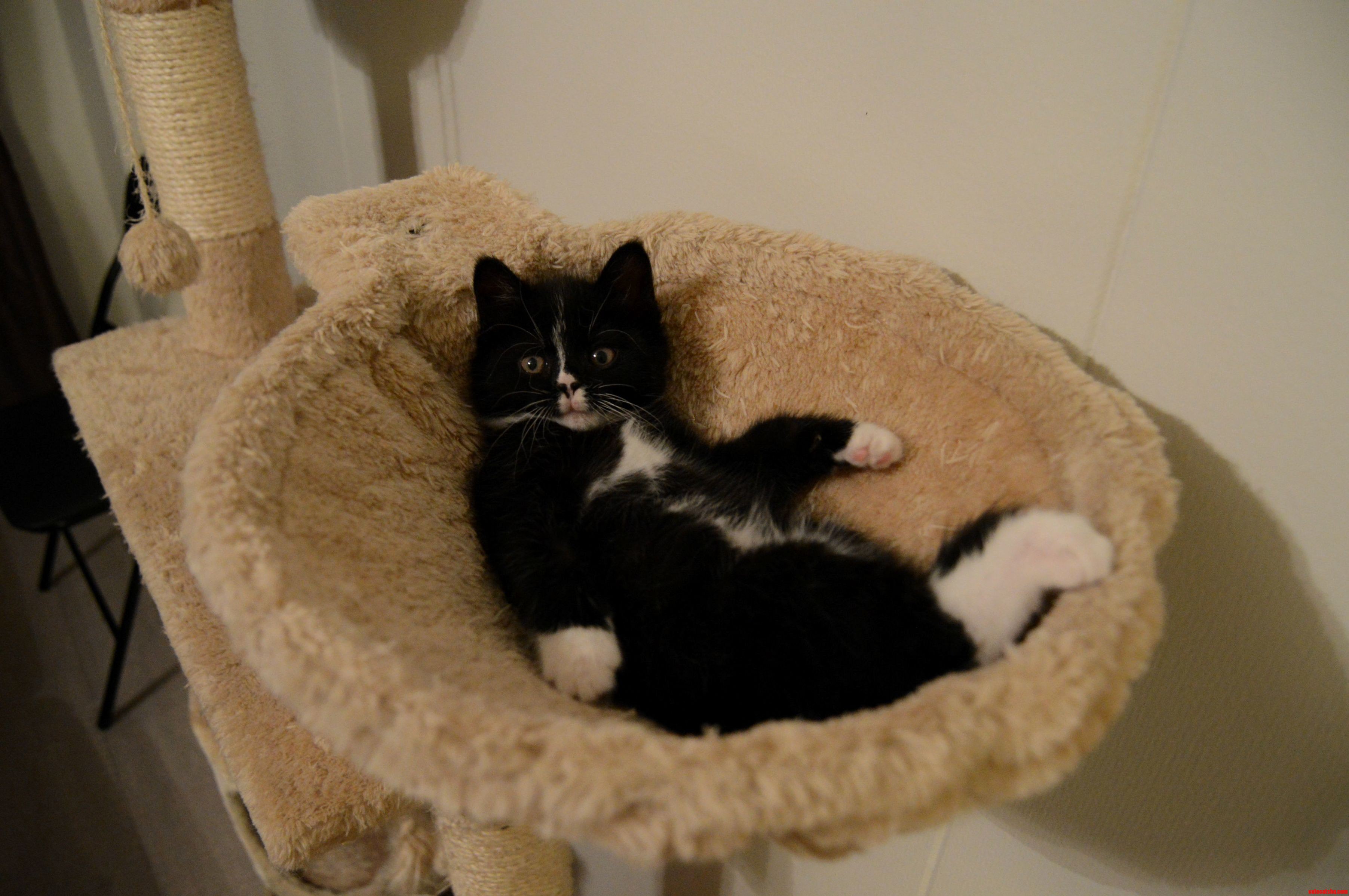 My Cute Kitty-cat