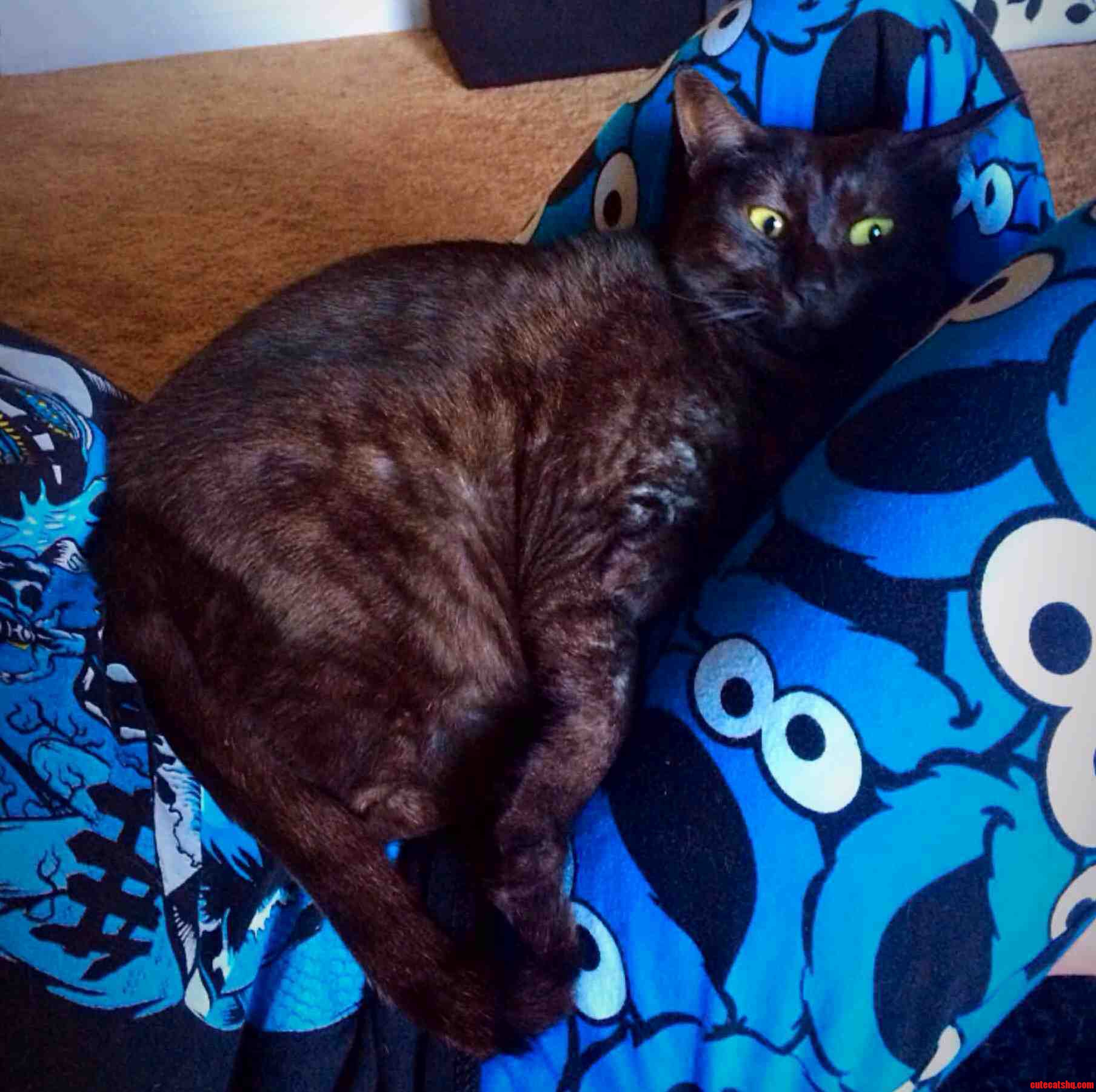 My Egyptian Mau Always Looks Terrified