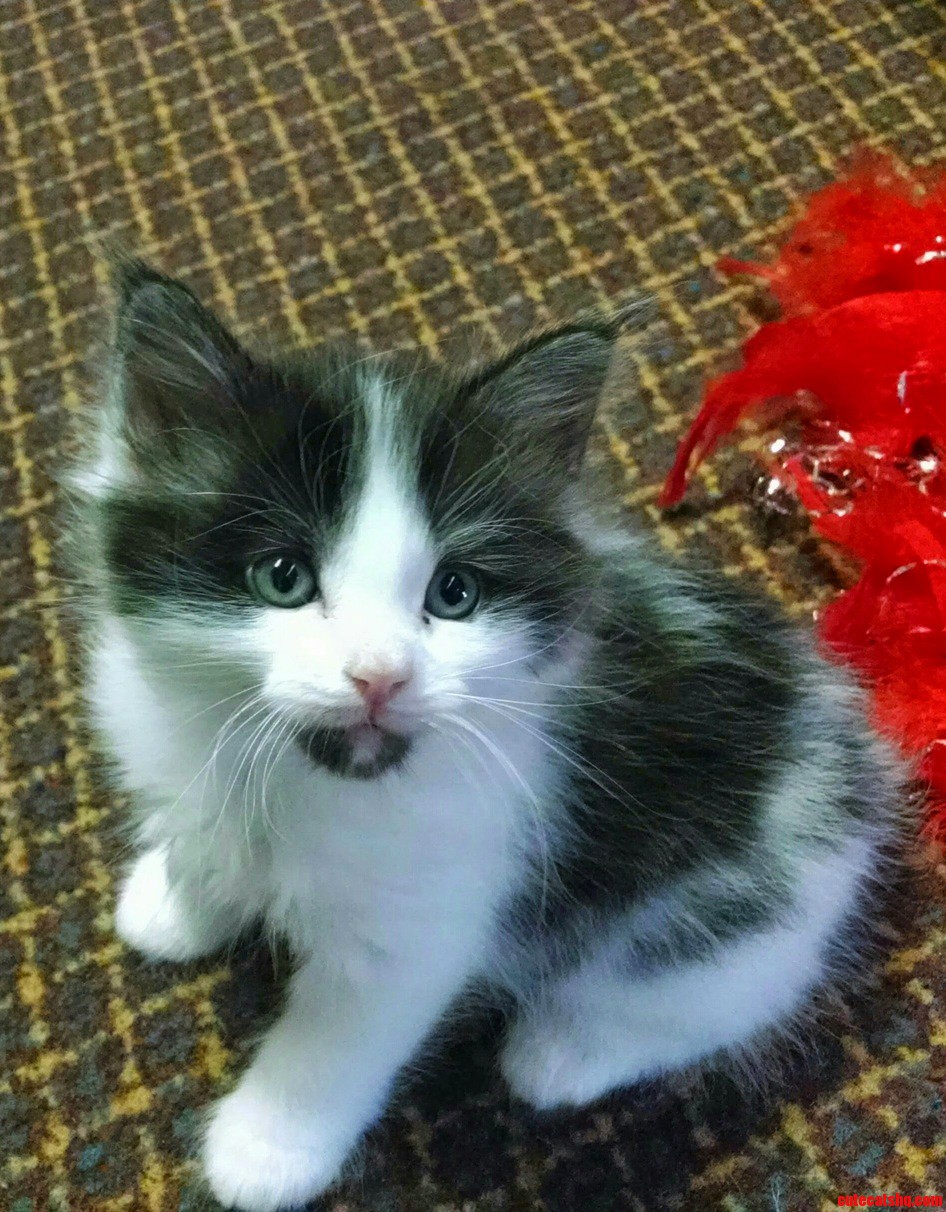 My First Apartment. My First Cat. Meet Olive.