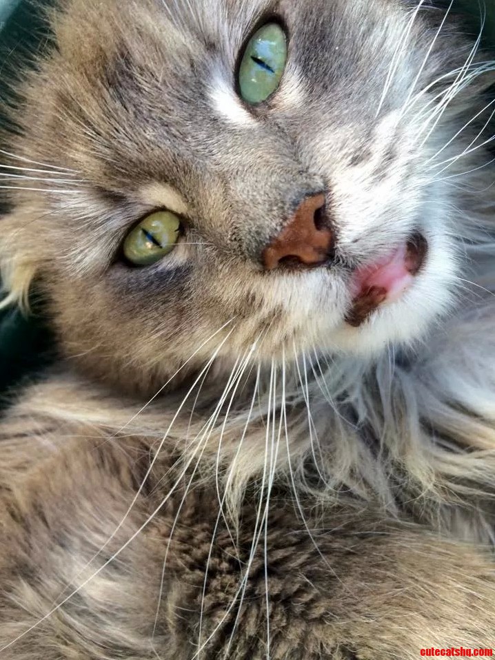 My Girlfriends Cute Cat Housemouse