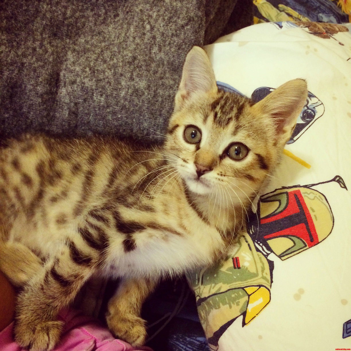 My Husband and I Just Adopted a Kitten