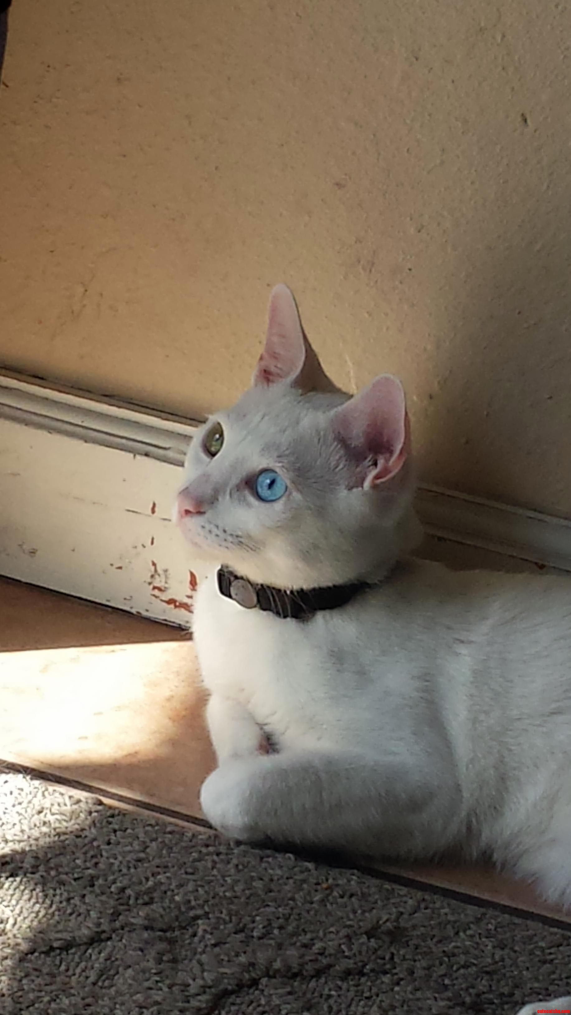 My Kitten Always Has His Pupils Wide Today I Caught the Best Picture of Him Being a Cat