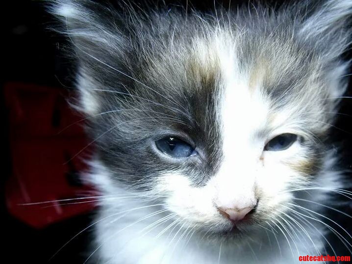 My Kitten California. aka Cali