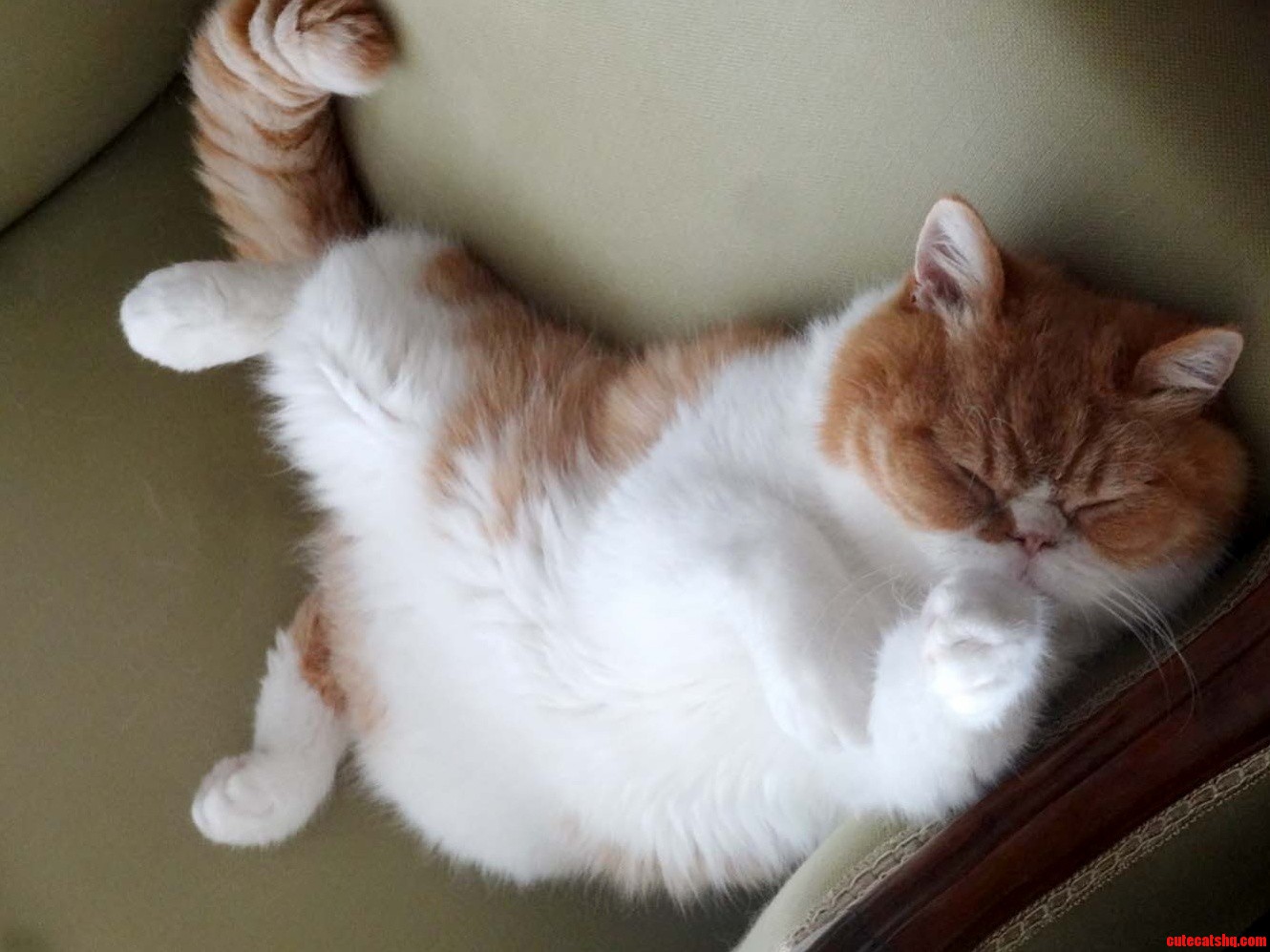 My Lazy Persian