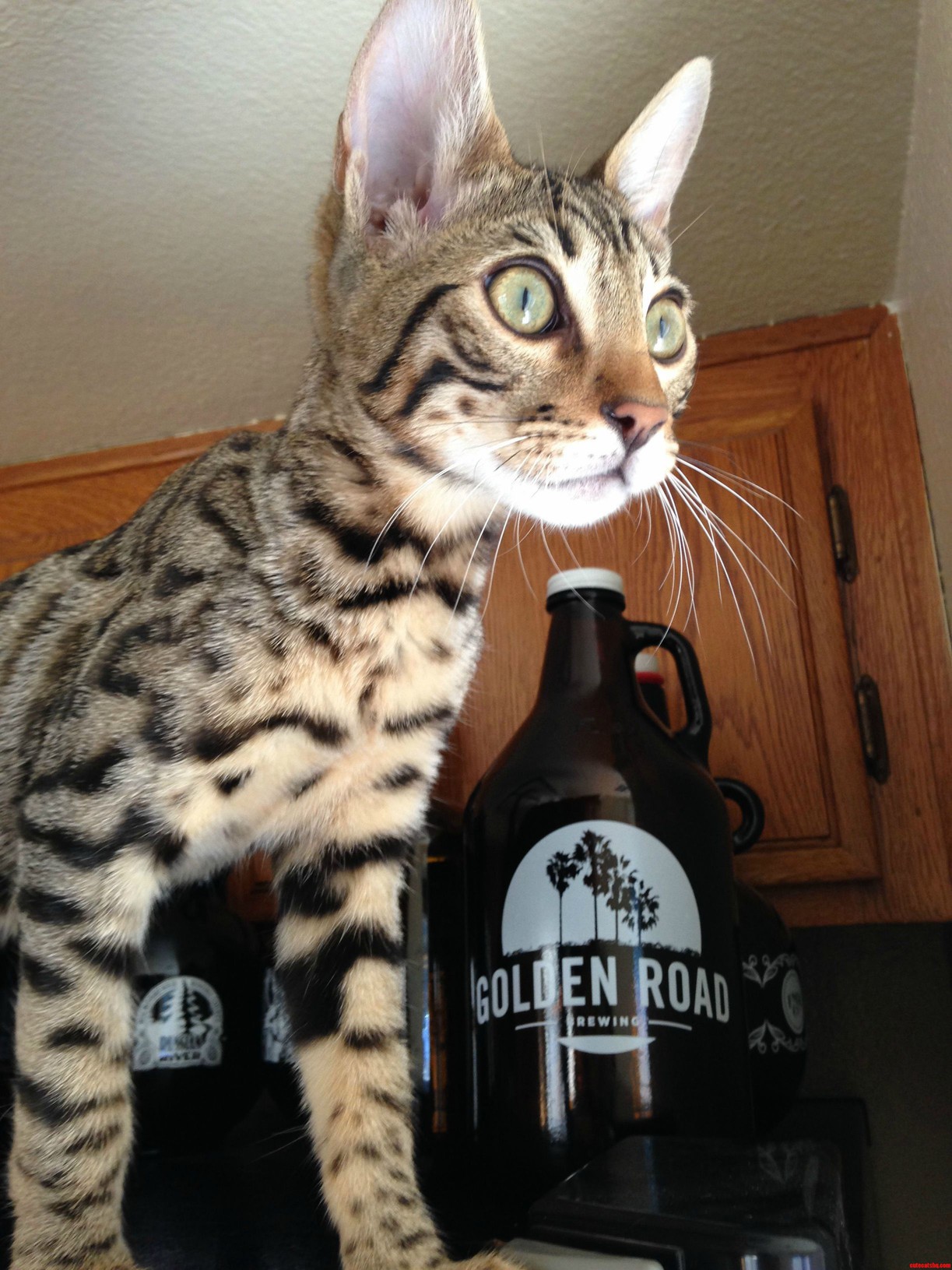 My Little Bengal Atticusthebengal Enjoying Some Beer