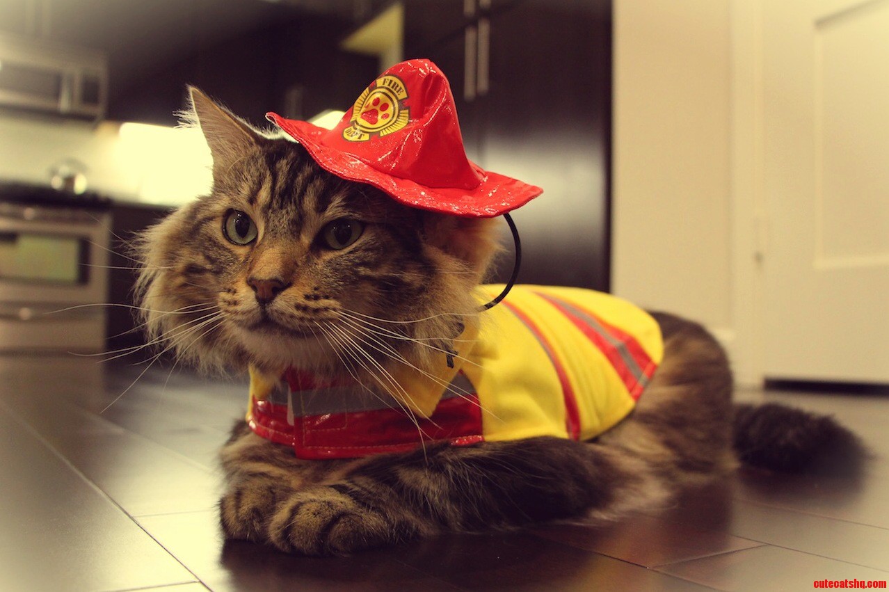 My Little Firefighter Cat -- Magnus the Maine Coon