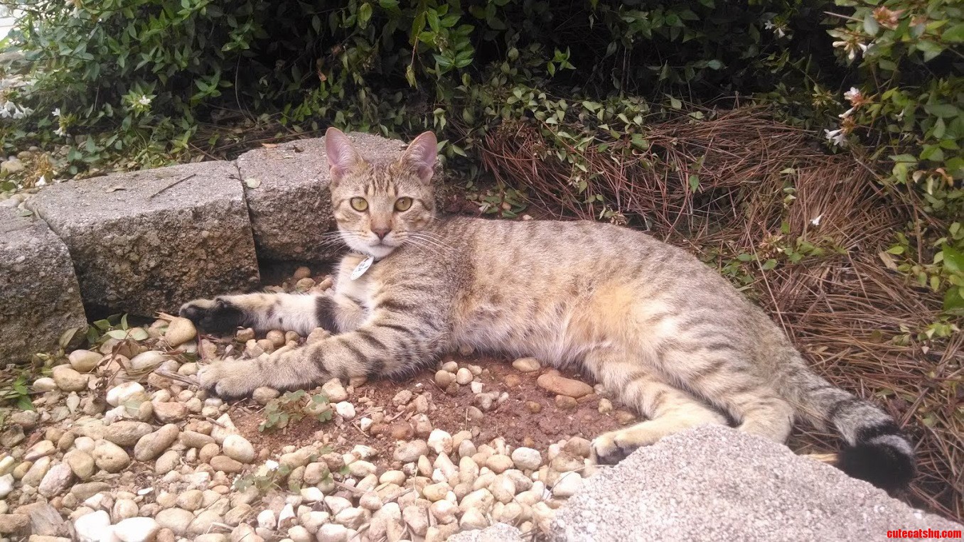 My Neighbors Cat Chilling