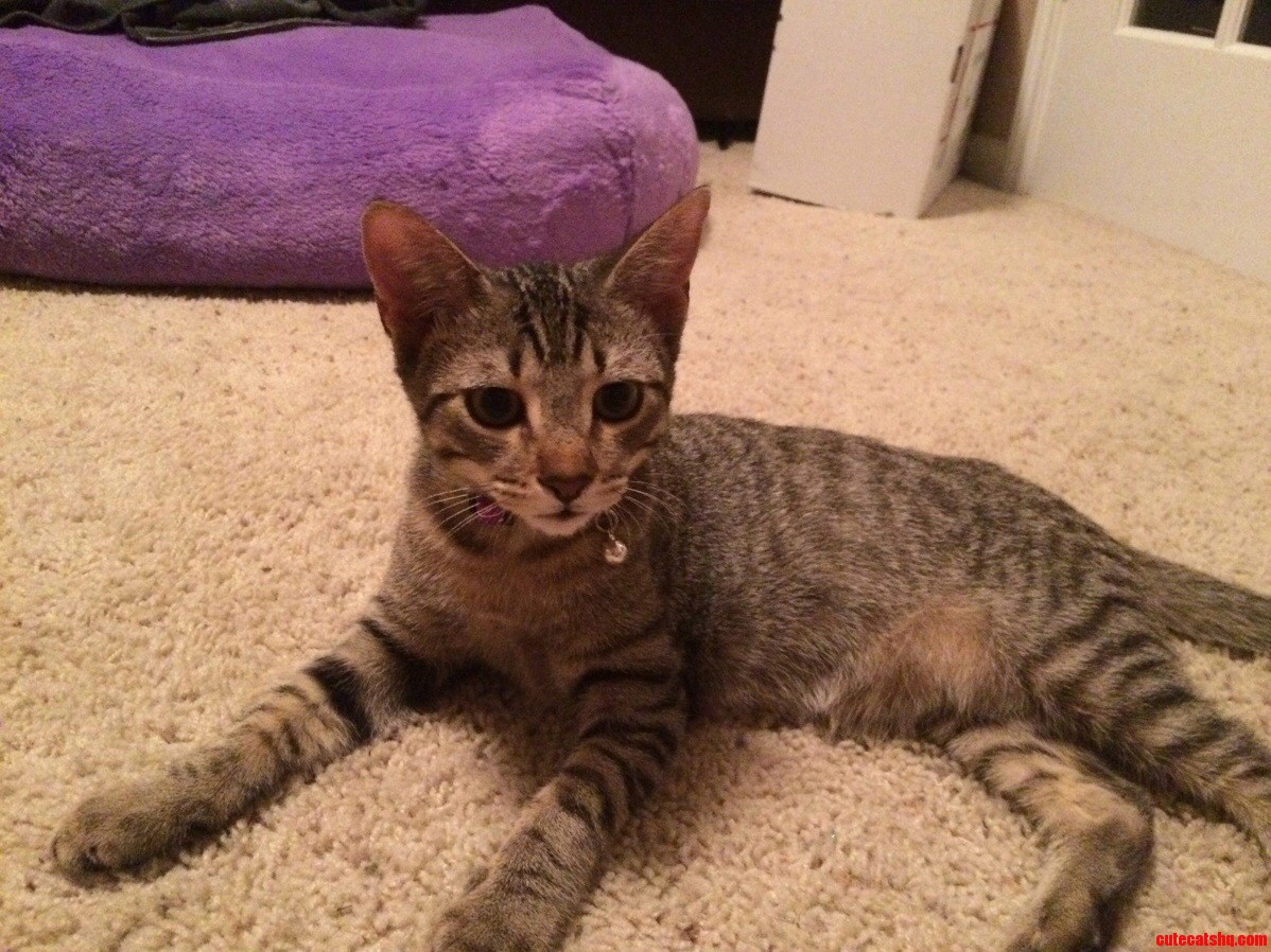 My New Baby Navi