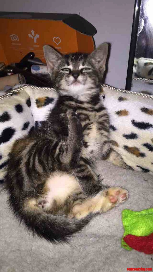 My New Baby Beemo