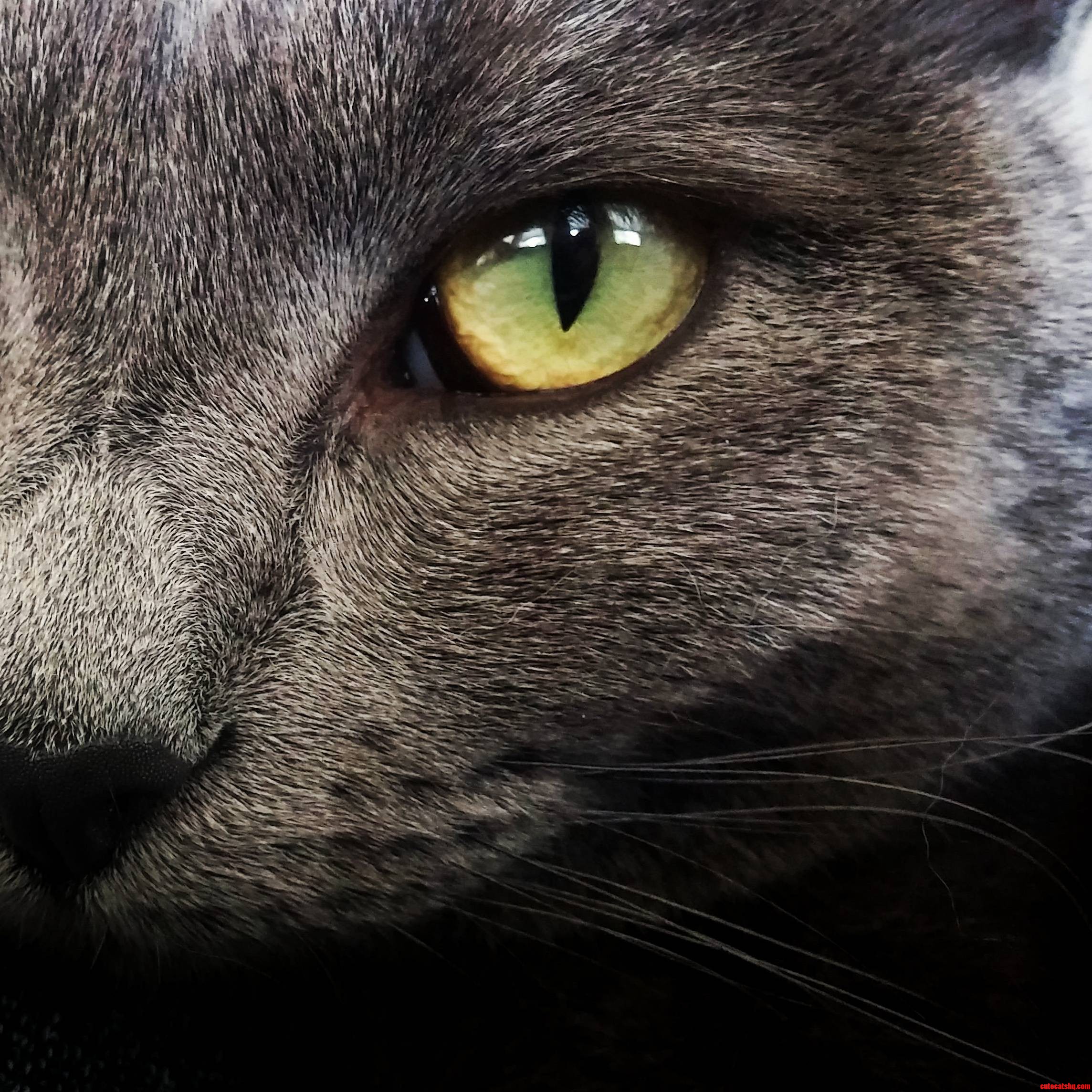 My New Phone Has an Amazing Camera