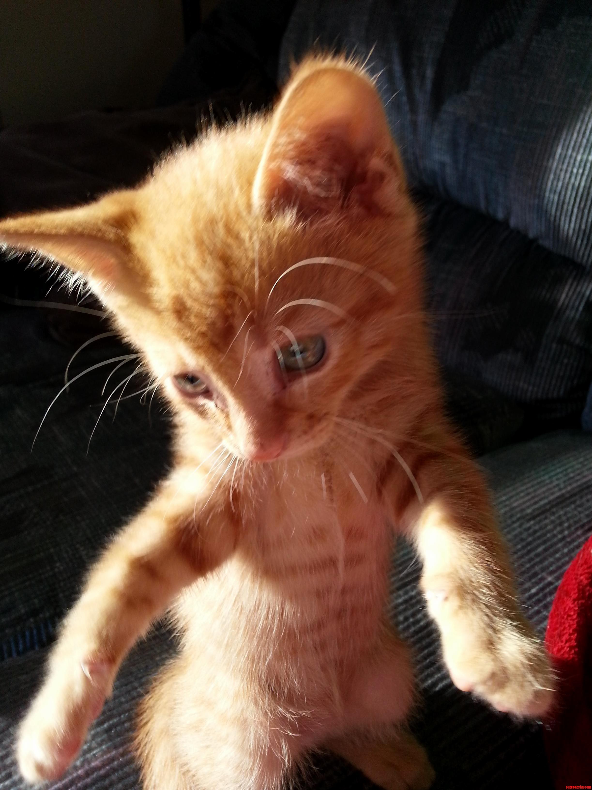 New Member of the House