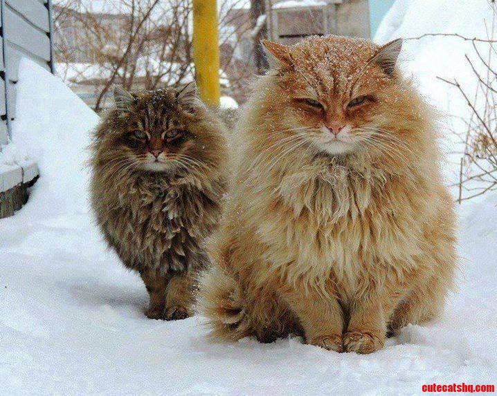 Norwegian Forest Cats