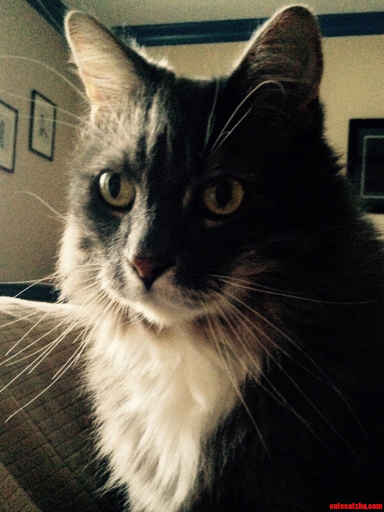 Old Cats Can Still Be Cute Right This Is Gabriel. His Best Friend and My Oldest Dog That Gabriel Grew Up with Recently Passed Away.