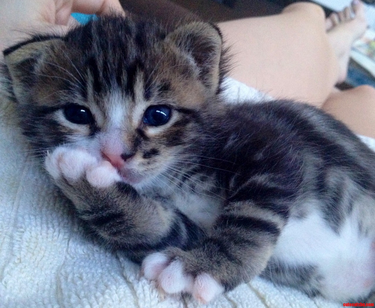 Oliver Was Rejected by His Feral Mother and Found in a Wood Pile at My Work