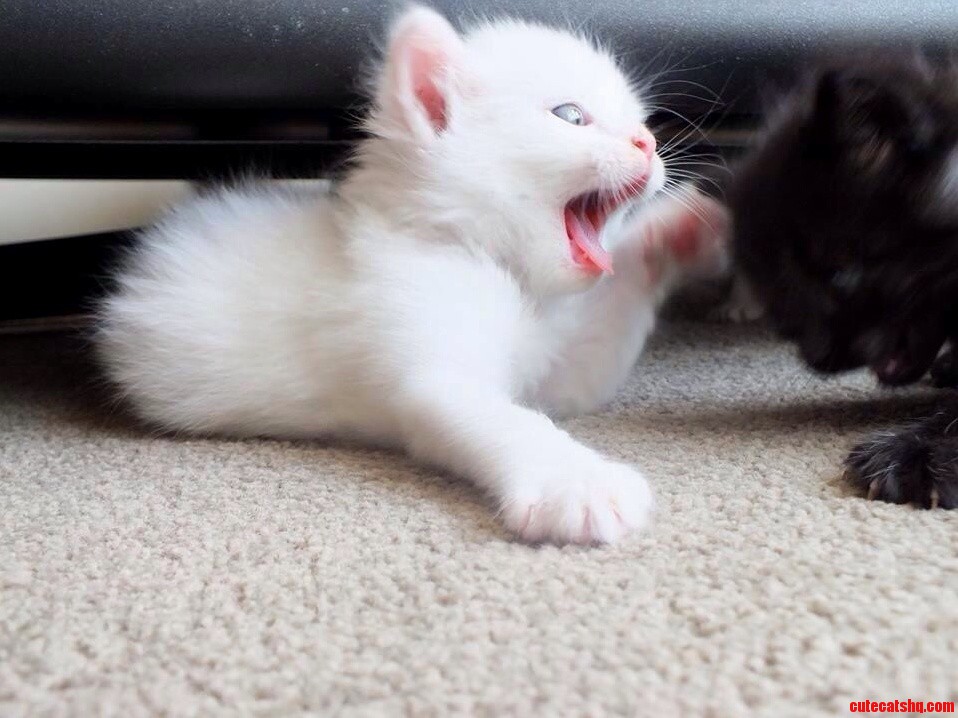 One of My Foster Babies Asserting Her Dominance with a Brutal Smackdown