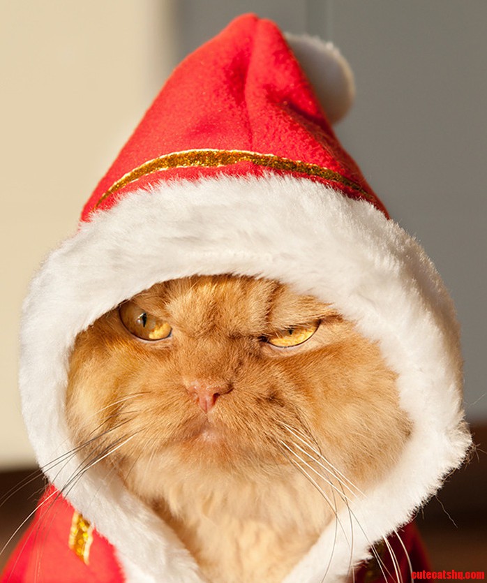 One Pissed Off Cat in a Santa Costume