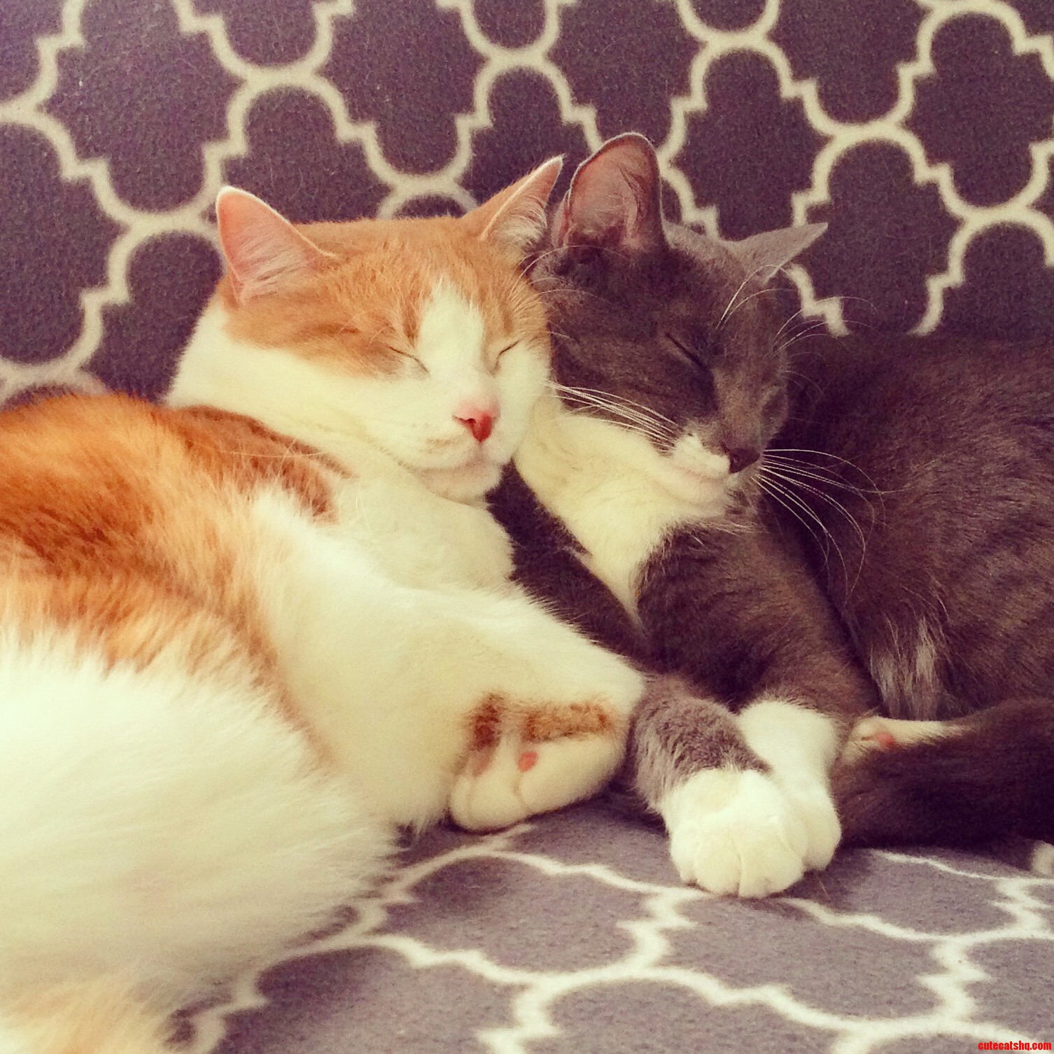 Oscar Edgar - 2 Rescued Cats from Rspca a Year Later