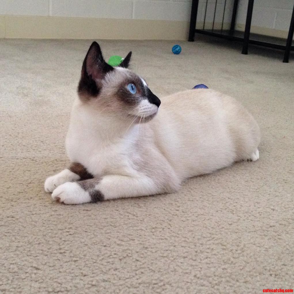 Our Gorgeous Snowshoe Kitten