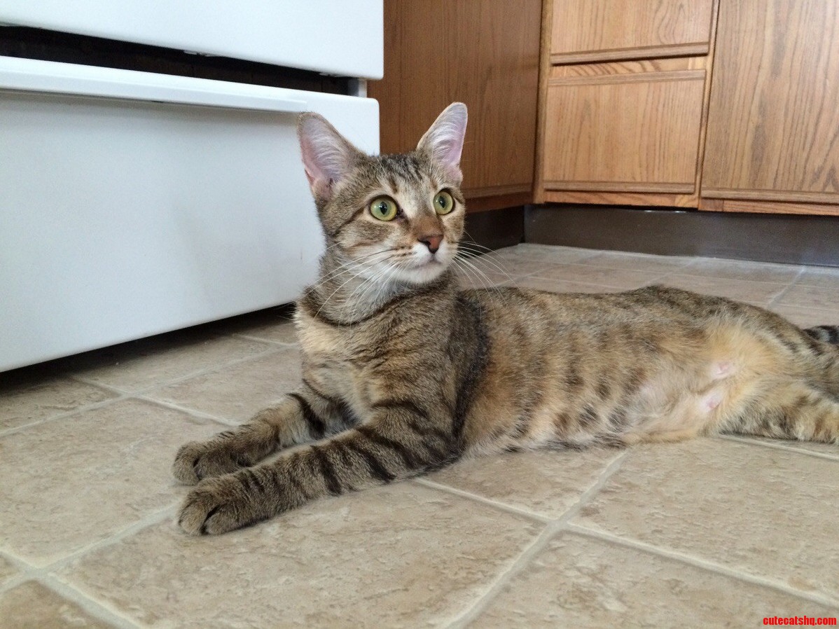 Our New Cat Inara