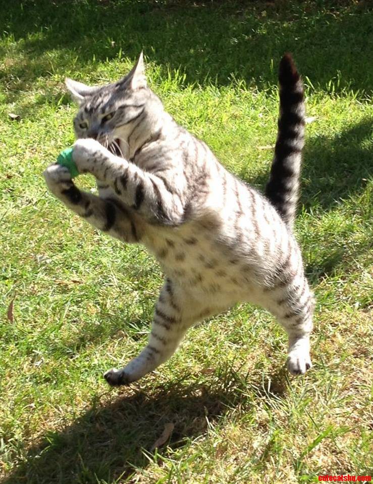 Penny Playing Ball.