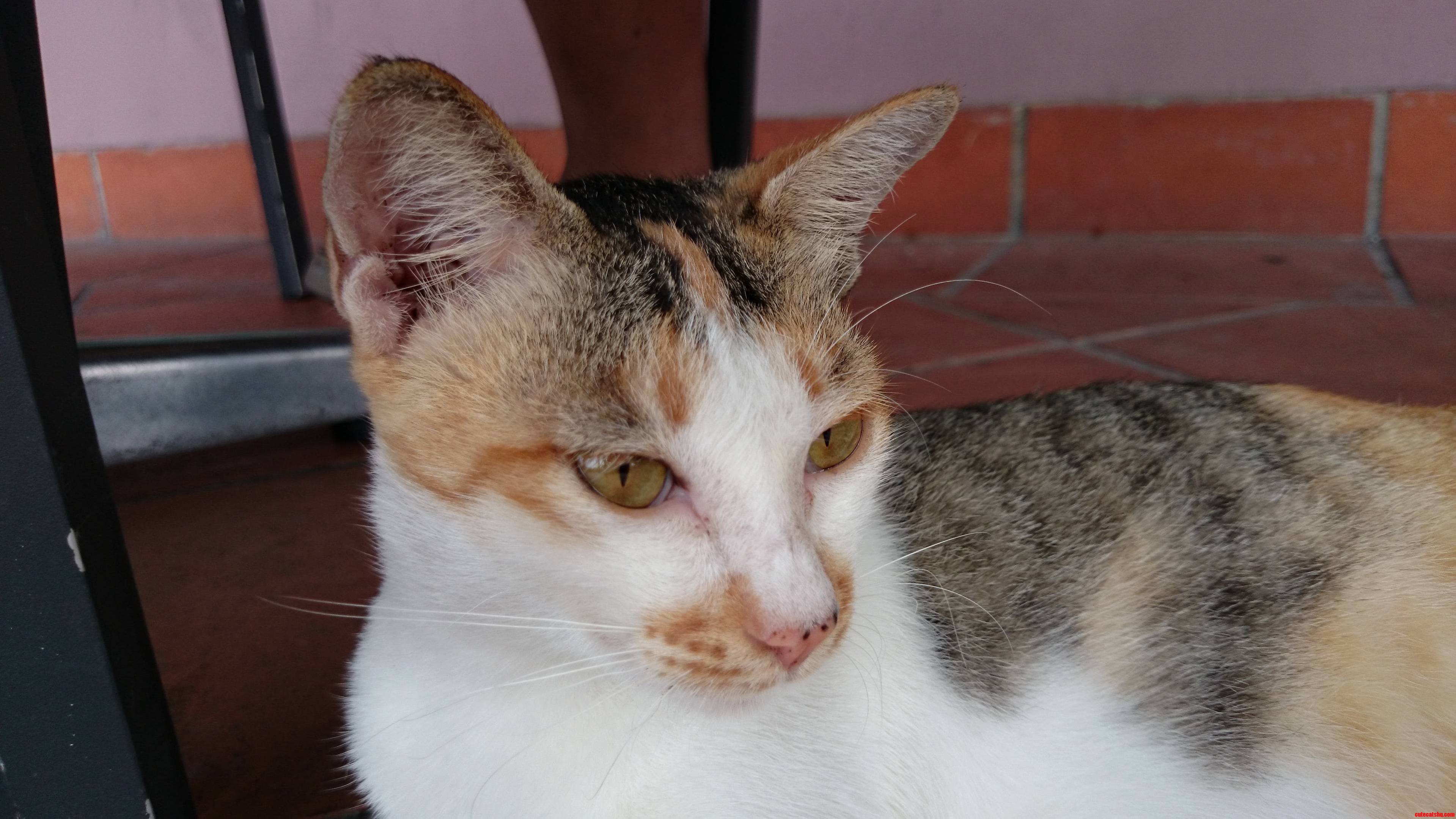 Pregnant Stray Just Hanging Out with Us.