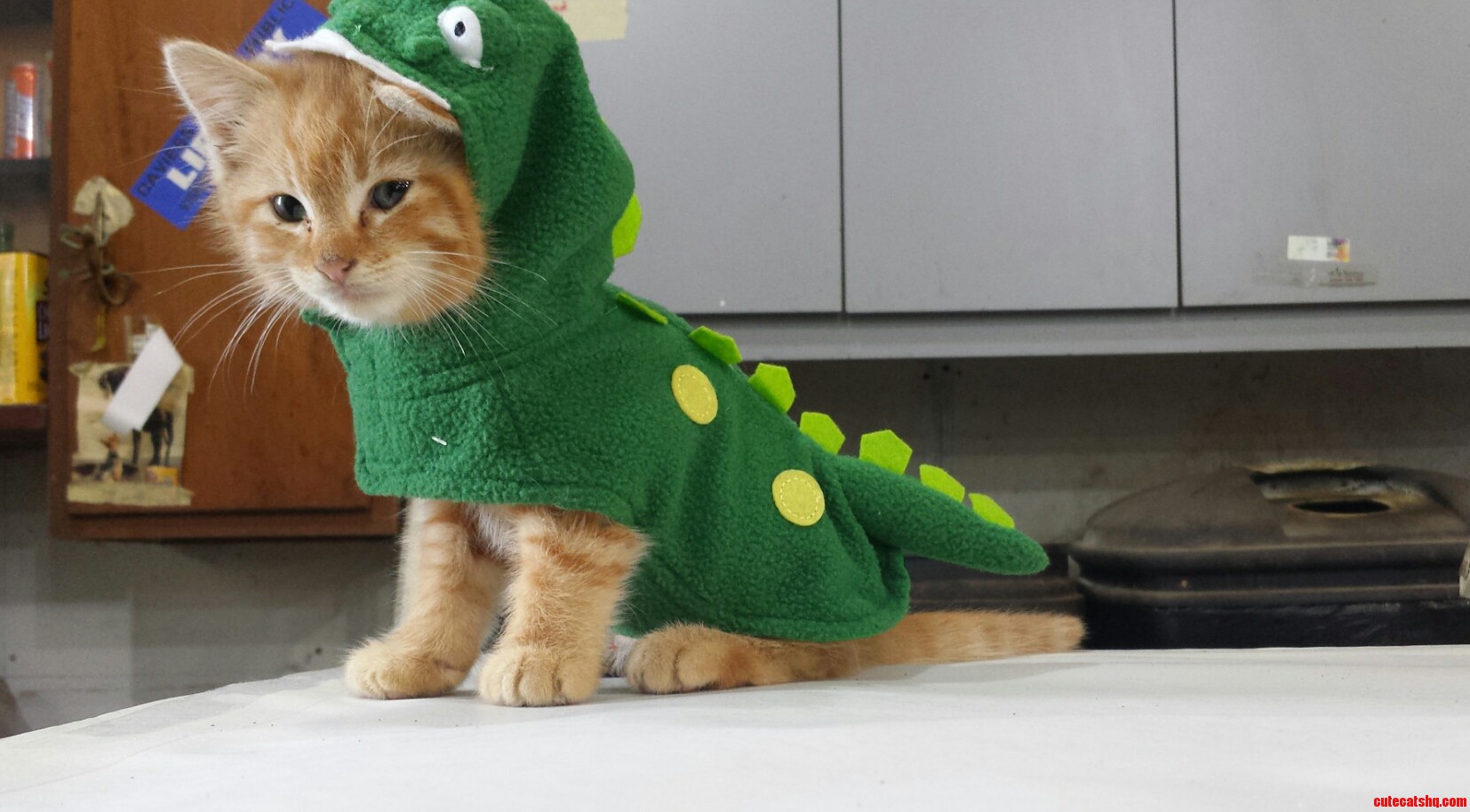 Really Pleased with This Purchase for My Kitten