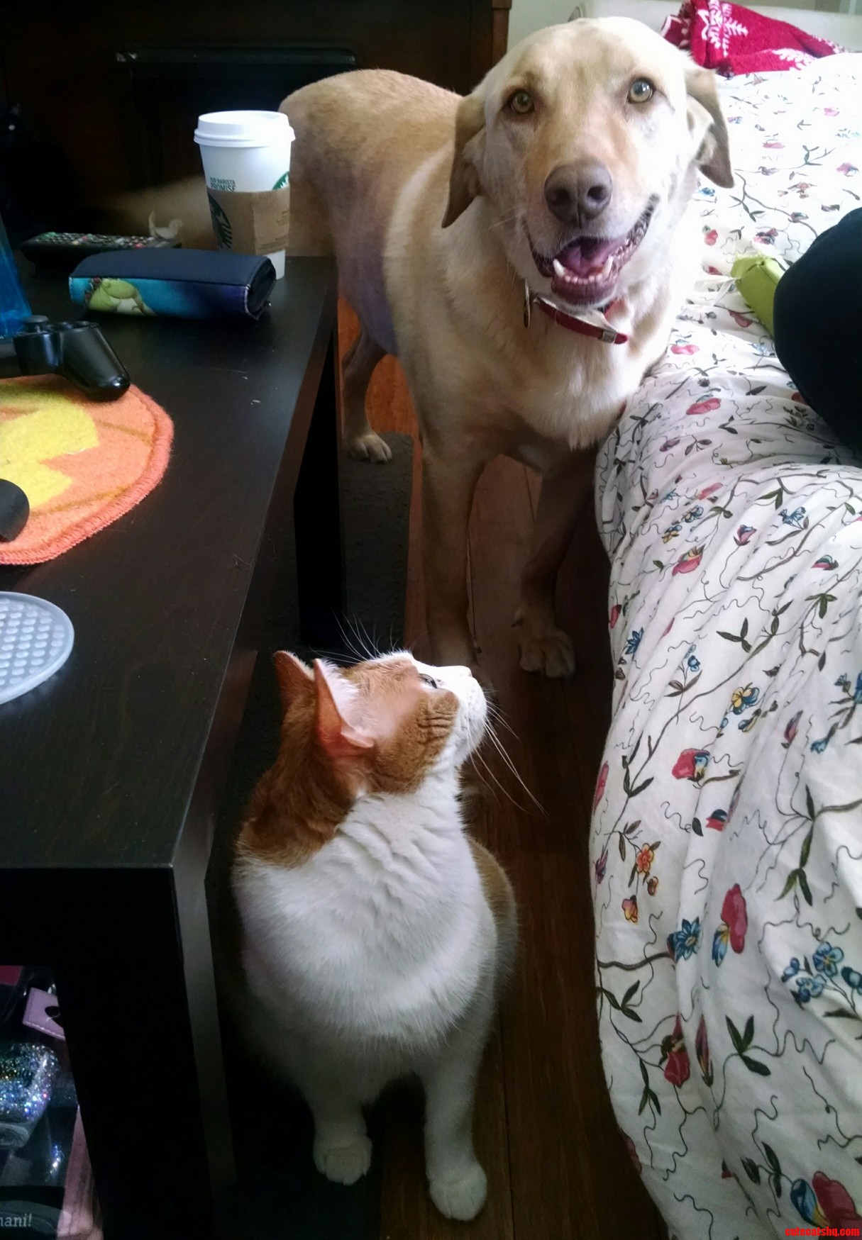 Rory Got a Little Startled.