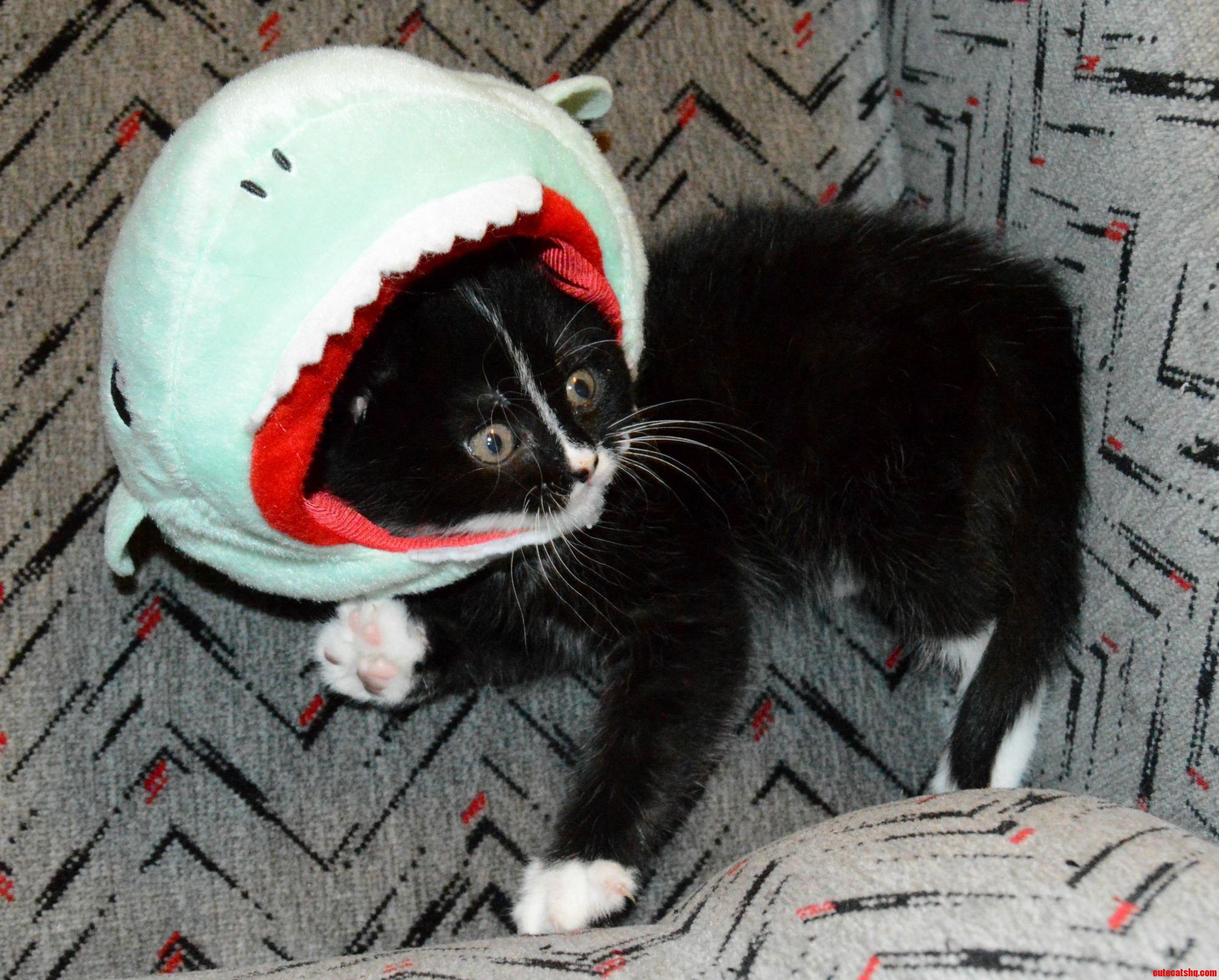 Shark Kitty