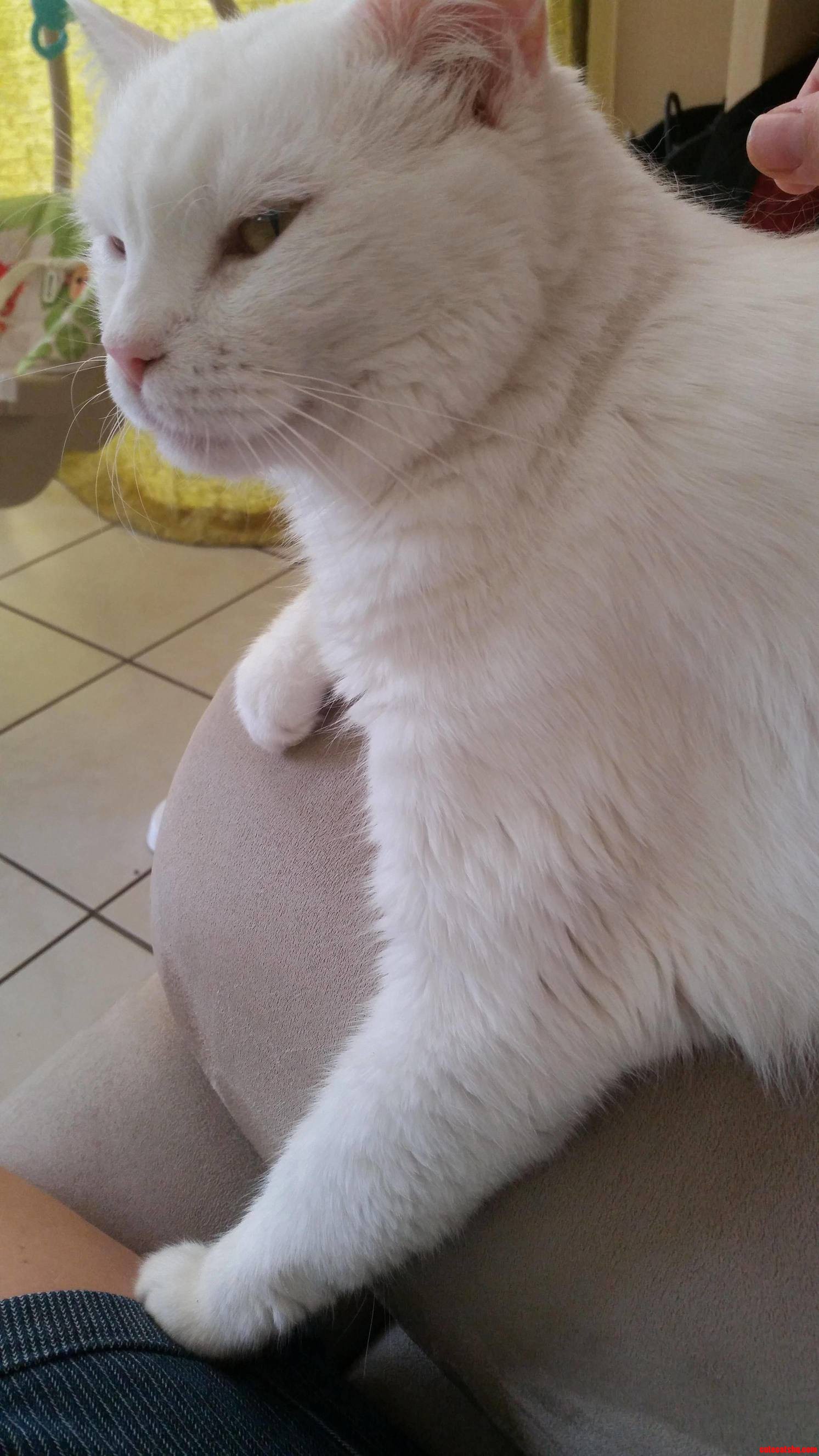 Shes Not a Lap Cat but This Is a Regular Occurence. Right on Top of the Remote.