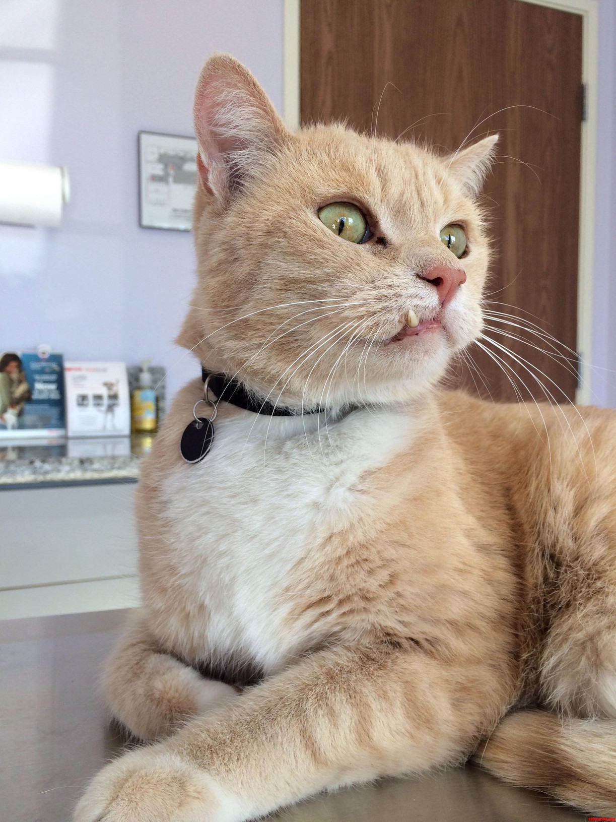 Simon Waiting for His New Snaggle Tooth to Be Seen. He Is Now Down to 2 Lives.