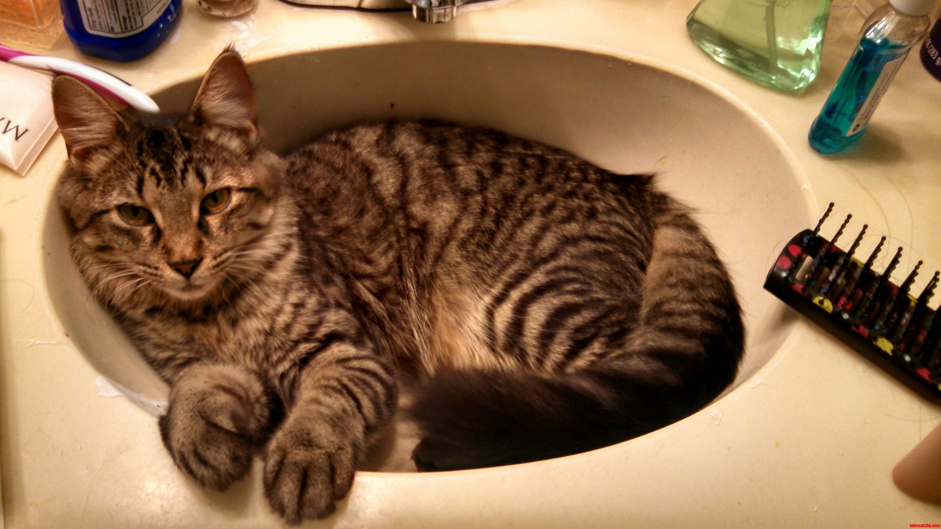 Sink You Mean My Bed.